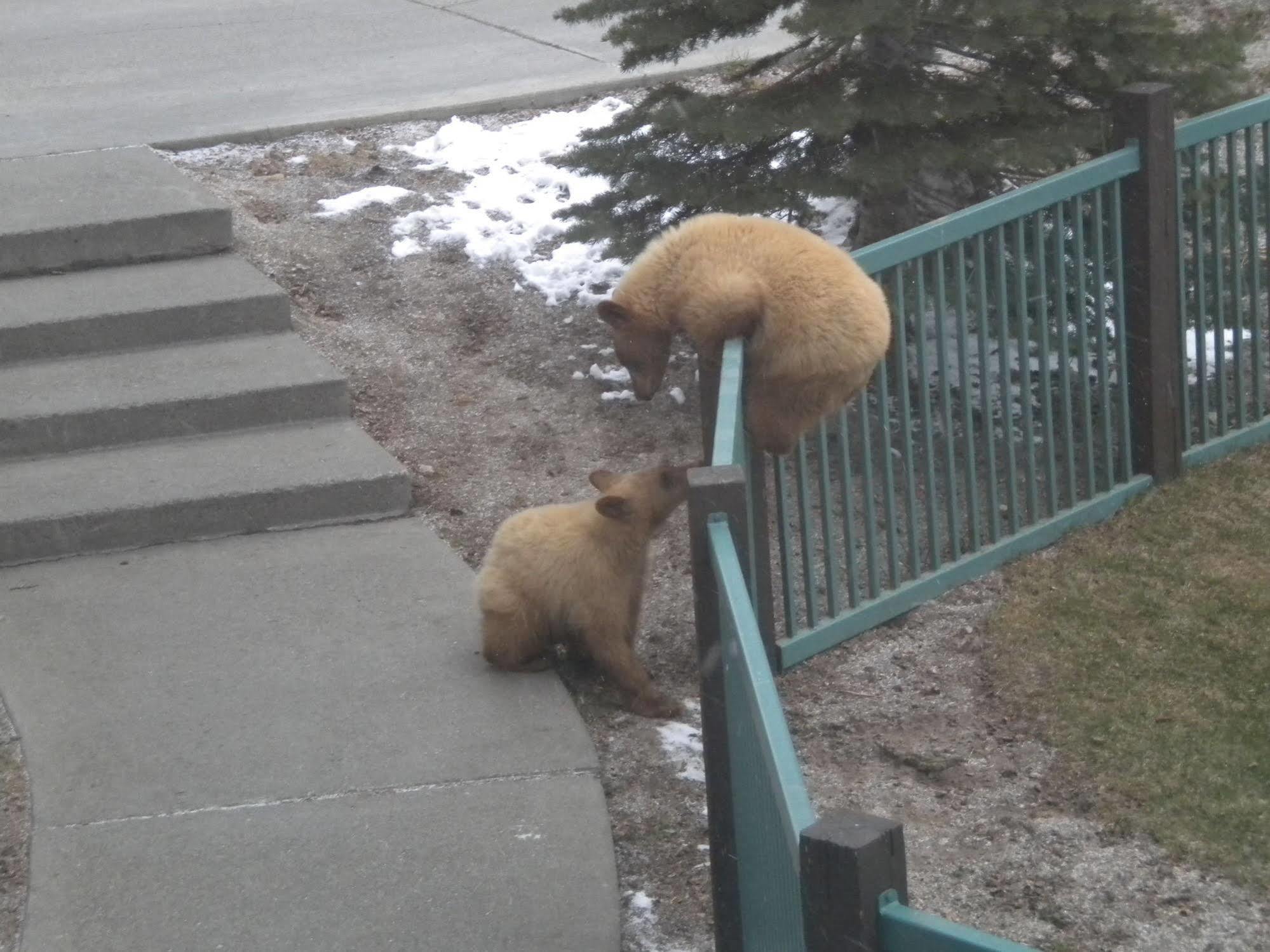 马姆莫斯湖Mountainback At Mammoth公寓 外观 照片